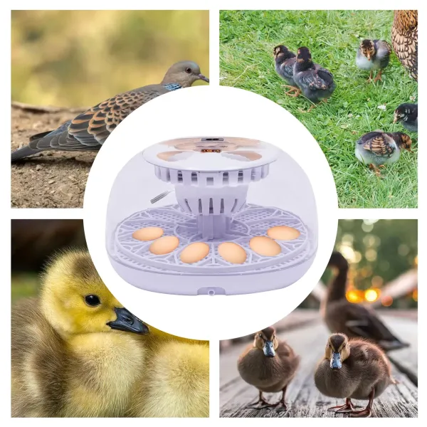 12-Egg Incubator Automatic Turning Digital Hatching Machine Chicken Eggs Poultry
